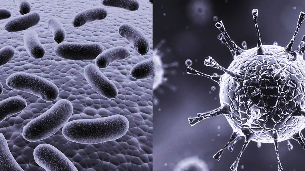 1665306359172260.jpg 細菌.jpg